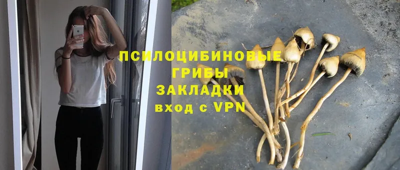 Галлюциногенные грибы прущие грибы  Сокол 